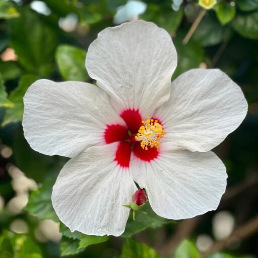 cropped-flower.jpg