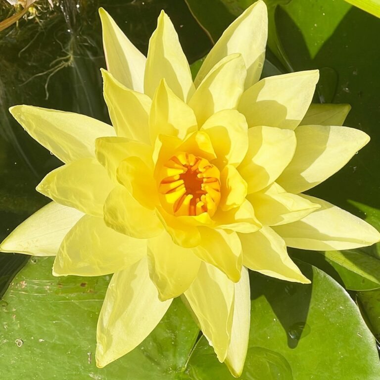 yellow-flower.jpg